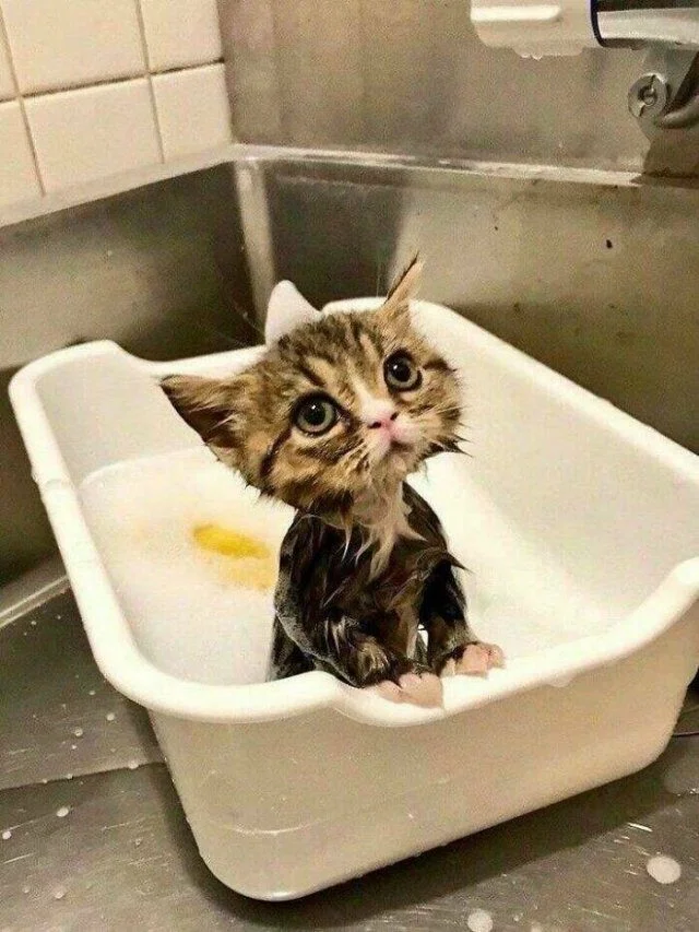 Доза нежности: 37 фото, от которых замурлычет даже скептик кошки, котята, подборка, животные, милота, позитив