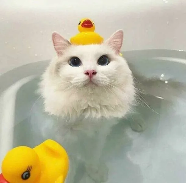 Доза нежности: 37 фото, от которых замурлычет даже скептик кошки, котята, подборка, животные, милота, позитив
