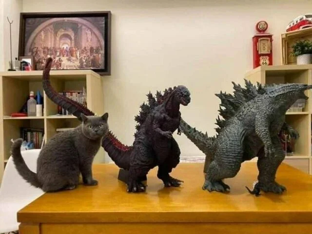 Доза нежности: 37 фото, от которых замурлычет даже скептик кошки, котята, подборка, животные, милота, позитив