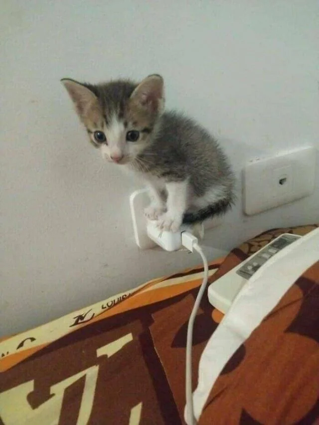 Доза нежности: 37 фото, от которых замурлычет даже скептик кошки, котята, подборка, животные, милота, позитив