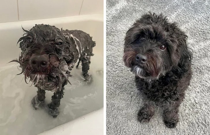 Ванна как сцена: питомцы, чья драма достойна Оскара животные, приколы, кошки, собаки, купание, смешные фото, подборка