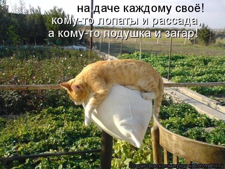 Вторая партия дачного юмора: мемы и картинки для огородников Вторая партия дачного юмора: мемы и картинки для огородников мемы, дача, огород, юмор, приколы, картинки, дачники
