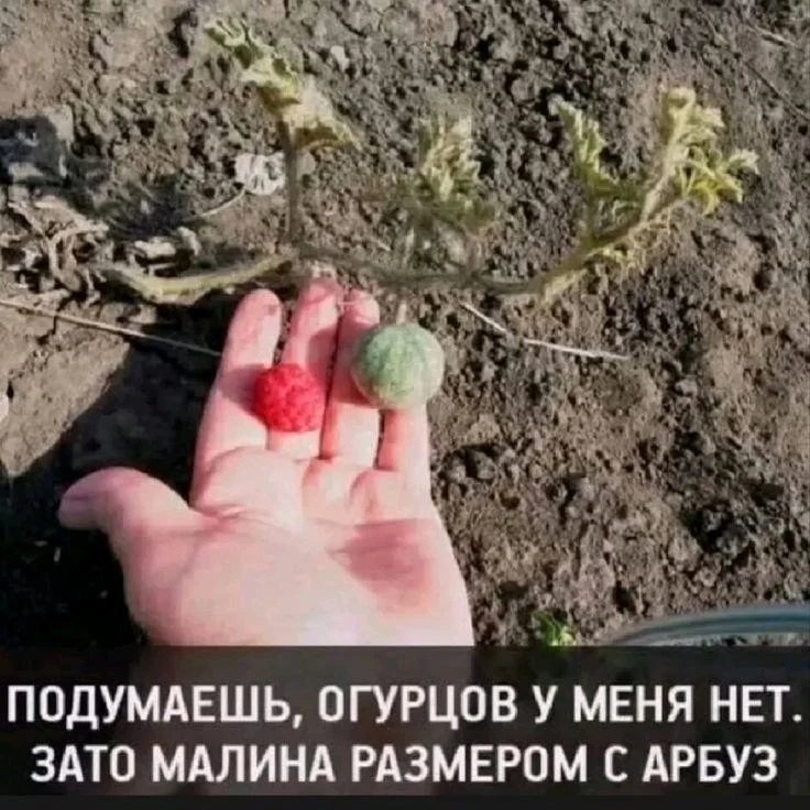Вторая партия дачного юмора: мемы и картинки для огородников Вторая партия дачного юмора: мемы и картинки для огородников мемы, дача, огород, юмор, приколы, картинки, дачники