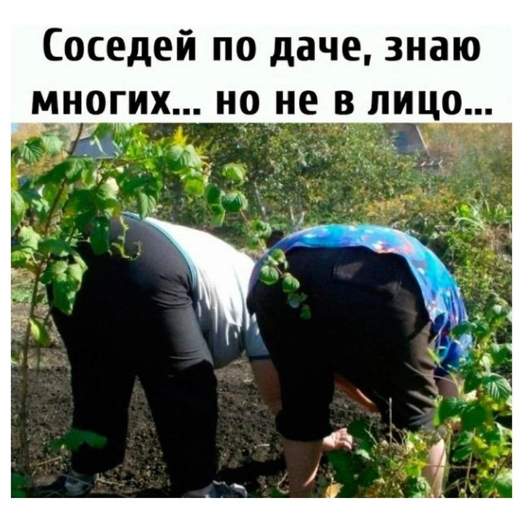 Вторая партия дачного юмора: мемы и картинки для огородников Вторая партия дачного юмора: мемы и картинки для огородников мемы, дача, огород, юмор, приколы, картинки, дачники