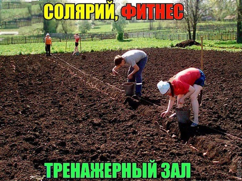 Вторая партия дачного юмора: мемы и картинки для огородников Вторая партия дачного юмора: мемы и картинки для огородников мемы, дача, огород, юмор, приколы, картинки, дачники