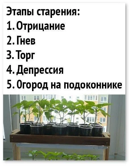 Вторая партия дачного юмора: мемы и картинки для огородников Вторая партия дачного юмора: мемы и картинки для огородников мемы, дача, огород, юмор, приколы, картинки, дачники