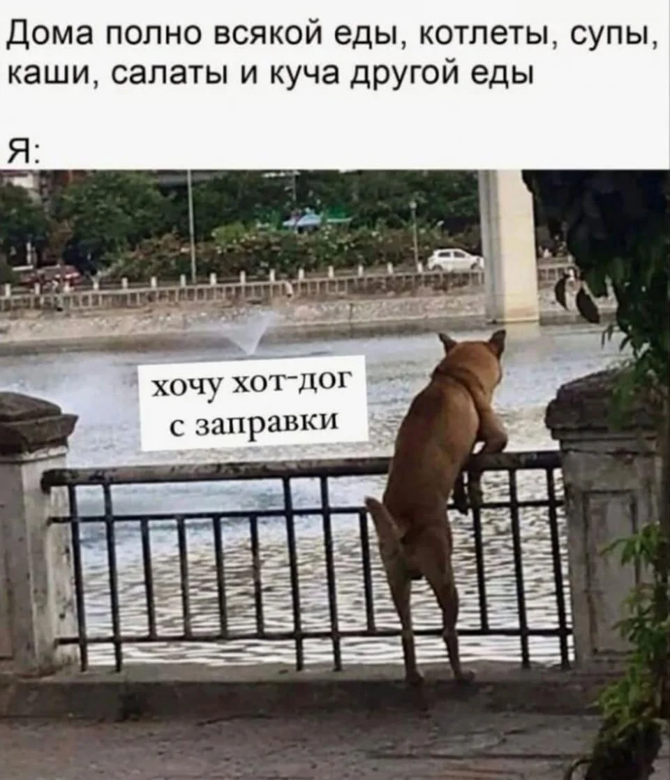 Хот-дог мемы: праздник для тех, кто собаку съел Хот-дог мемы: праздник для тех, кто собаку съел хот-дог, мемы, приколы, день хот-дога