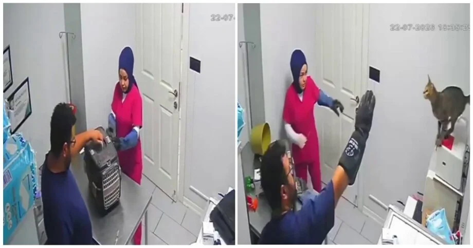 Кот устроил погром в веткабинете: видео эпичного побега