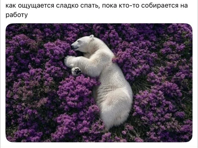 Уныние в отключке: мощная подборка позитива Уныние в отключке: мощная подборка позитива смешное, картинки, прикол, позитив
