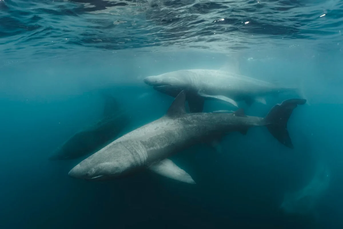 Грандиозные подводные фотографии 2026 года подводная съемка, фотоконкурс, морские обитатели, океан