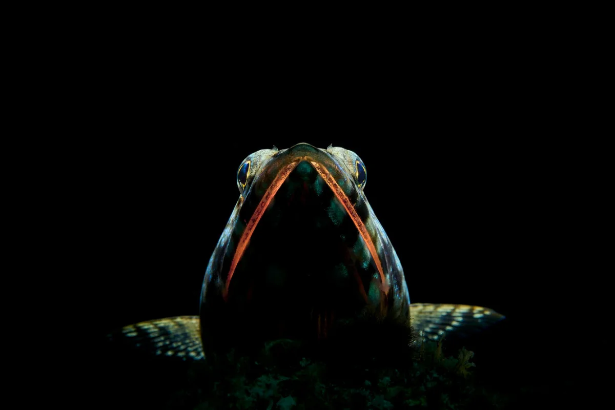 Грандиозные подводные фотографии 2026 года подводная съемка, фотоконкурс, морские обитатели, океан