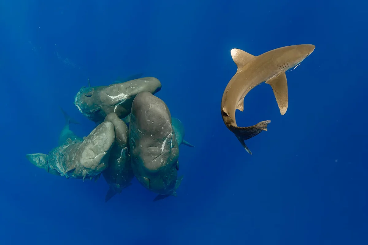 Грандиозные подводные фотографии 2026 года подводная съемка, фотоконкурс, морские обитатели, океан