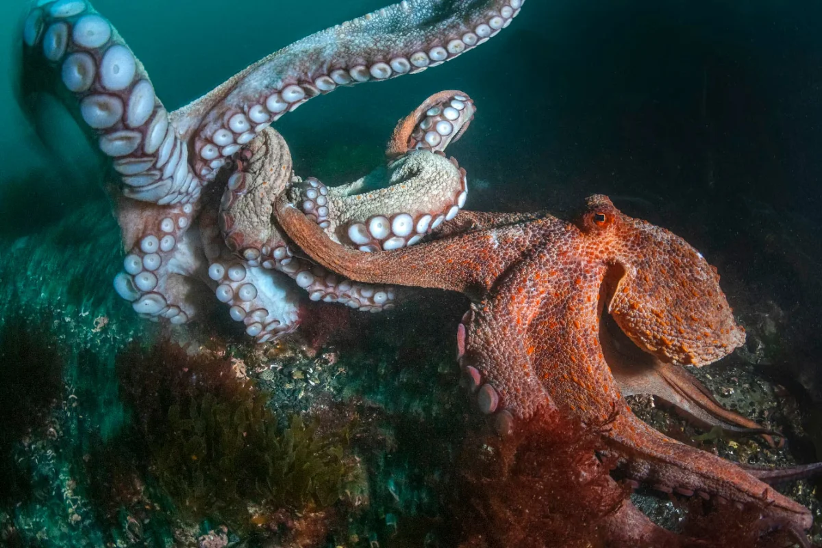 Грандиозные подводные фотографии 2026 года подводная съемка, фотоконкурс, морские обитатели, океан
