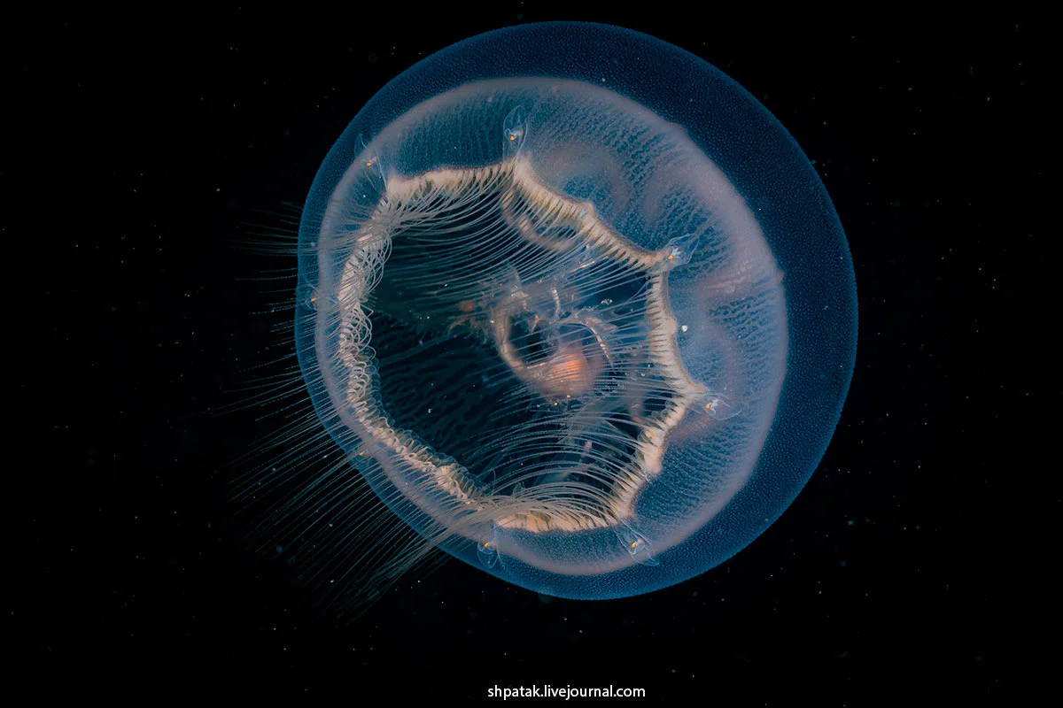 Грандиозные подводные фотографии 2026 года подводная съемка, фотоконкурс, морские обитатели, океан