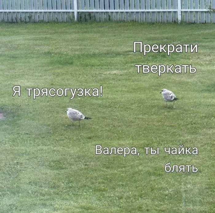 Порция мемов для отличного уикенда