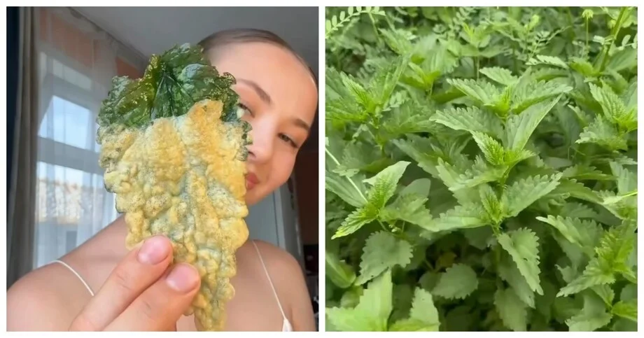 Чипсы из крапивы: неожиданная закуска на каждый день Чипсы из крапивы: неожиданная закуска на каждый день чипсы, крапива, рецепт, закуска, видео