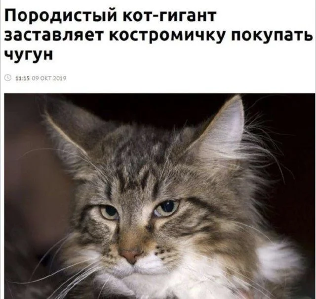 Мемный антидепрессант: топ веселых картинок
