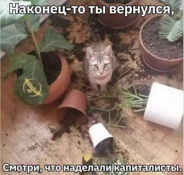 Ироничный тост: подборка мемов для хорошего настроения
