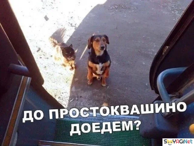 Улыбнись! Эта подборка картинок развеселит кого угодно приколы, юмор, смехотерапия, картинки, позитив
