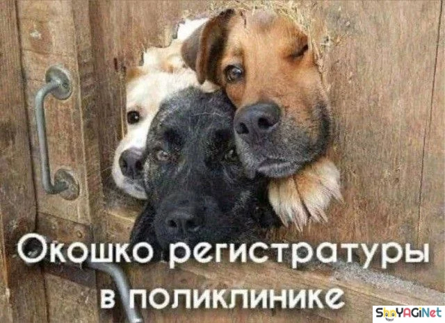 Улыбнись! Эта подборка картинок развеселит кого угодно приколы, юмор, смехотерапия, картинки, позитив