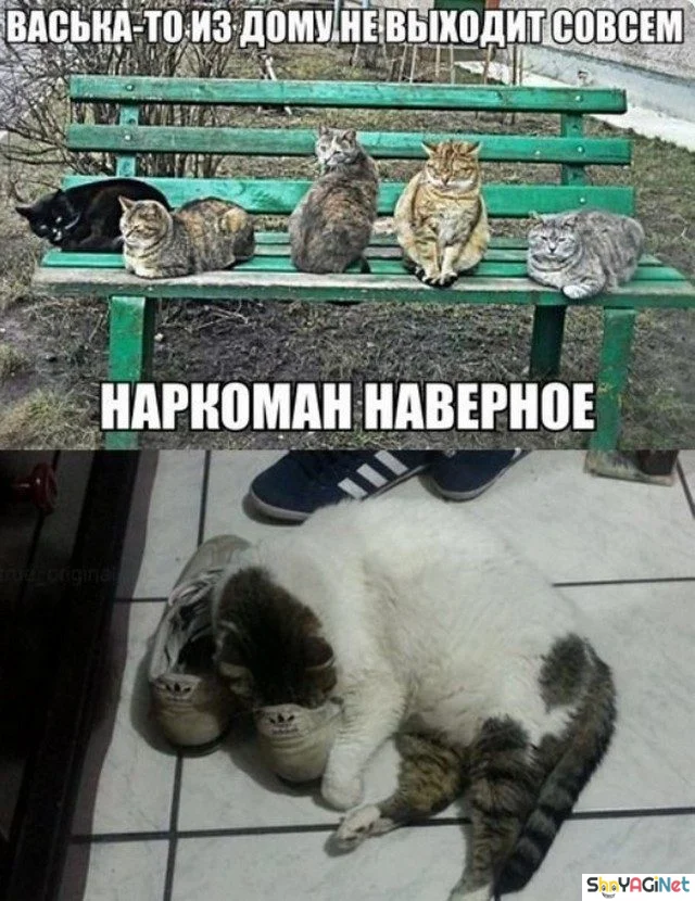 Улыбнись! Эта подборка картинок развеселит кого угодно приколы, юмор, смехотерапия, картинки, позитив