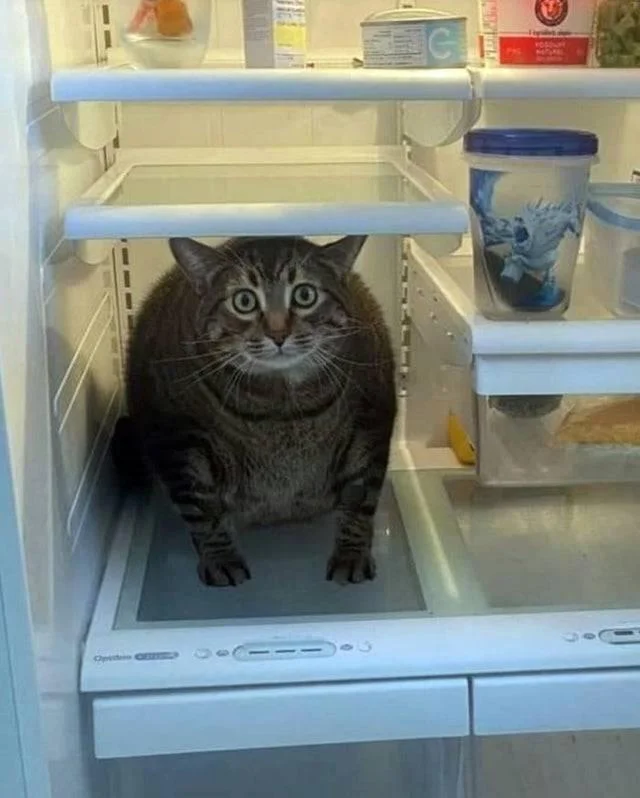 Уморительные коты июля: улыбнись до ушей! Уморительные коты июля: улыбнись до ушей! коты, смешное, подборка, приколы, июль2026