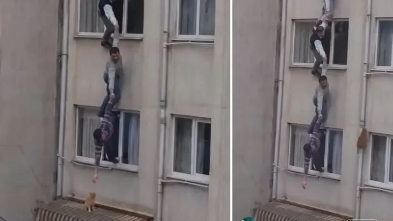 Кот переиграл спасателей