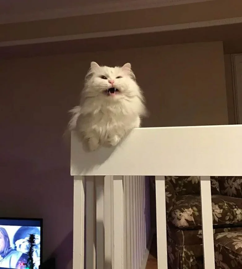 Котики в объективе: неудачные снимки, которые вызывают улыбку