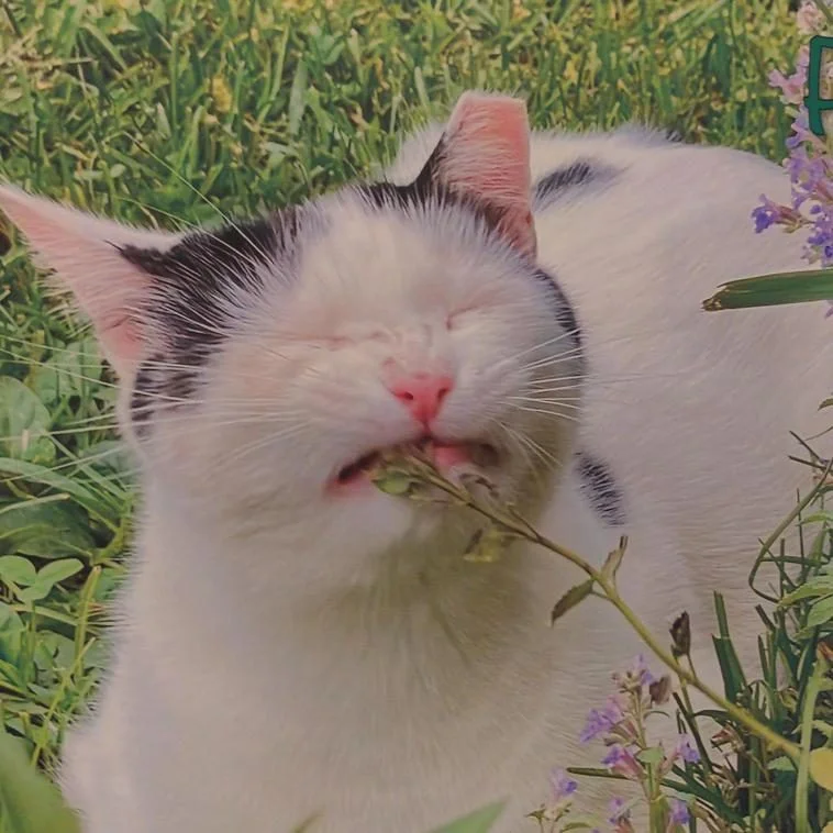 Котики в объективе: неудачные снимки, которые вызывают улыбку котики, смешные фото, животные, приколы