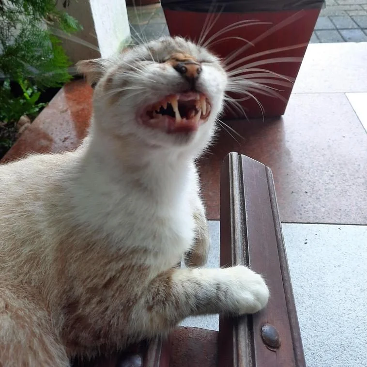 Котики в объективе: неудачные снимки, которые вызывают улыбку котики, смешные фото, животные, приколы