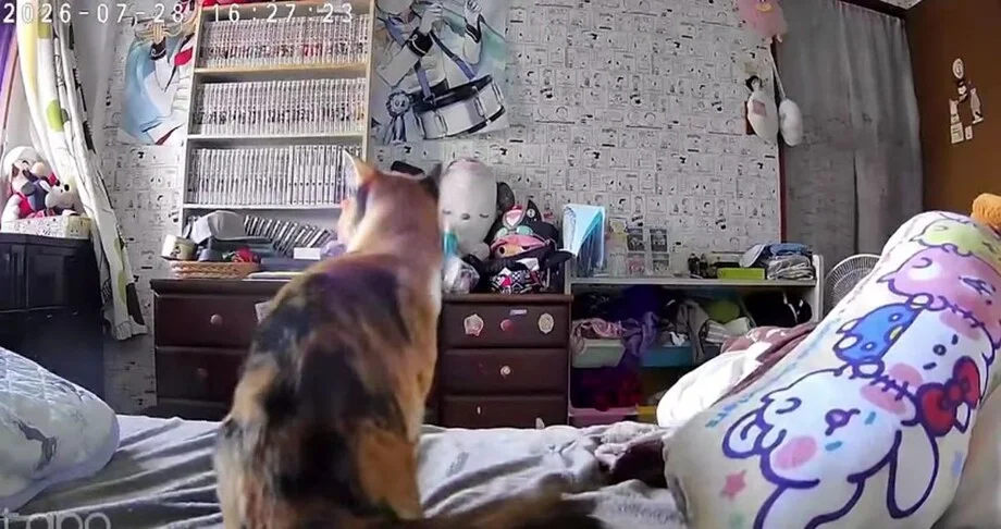 Кошка почувствовала землетрясение раньше человека — видео Кошка почувствовала землетрясение раньше человека — видео кошка, землетрясение, видео, Япония