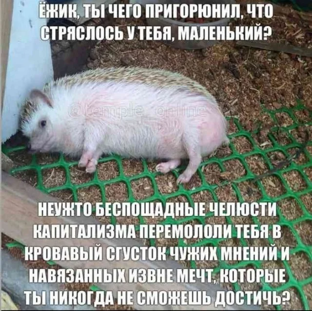 Пятничный заряд смеха: лучшие мемы недели Пятничный заряд смеха: лучшие мемы недели мемы, пятница, приколы, юмор, подборка