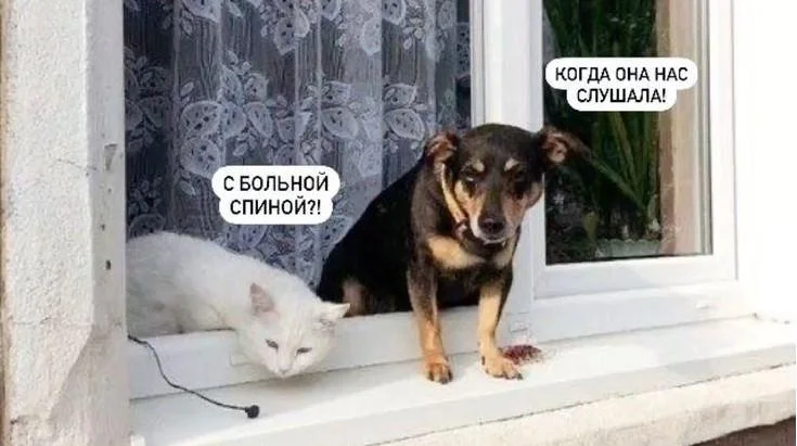 Хохот до слёз: животные июля 2026