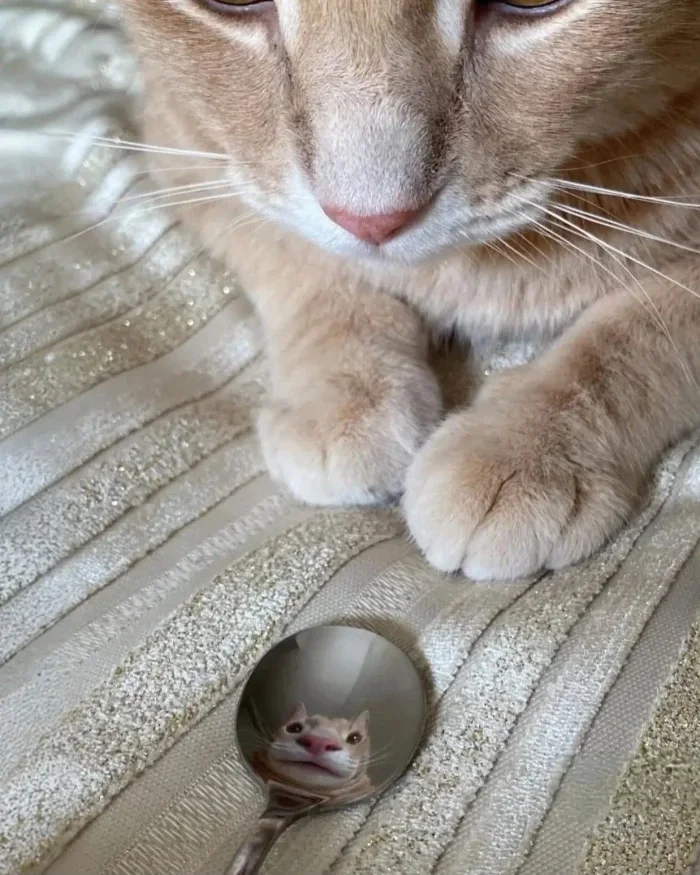 Зверята, которые вылечат от хандры Зверята, которые вылечат от хандры животные, позитив, фото, коты, настроение, приколы