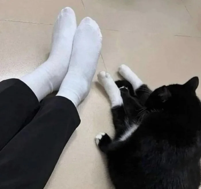 Зверята, которые вылечат от хандры Зверята, которые вылечат от хандры животные, позитив, фото, коты, настроение, приколы