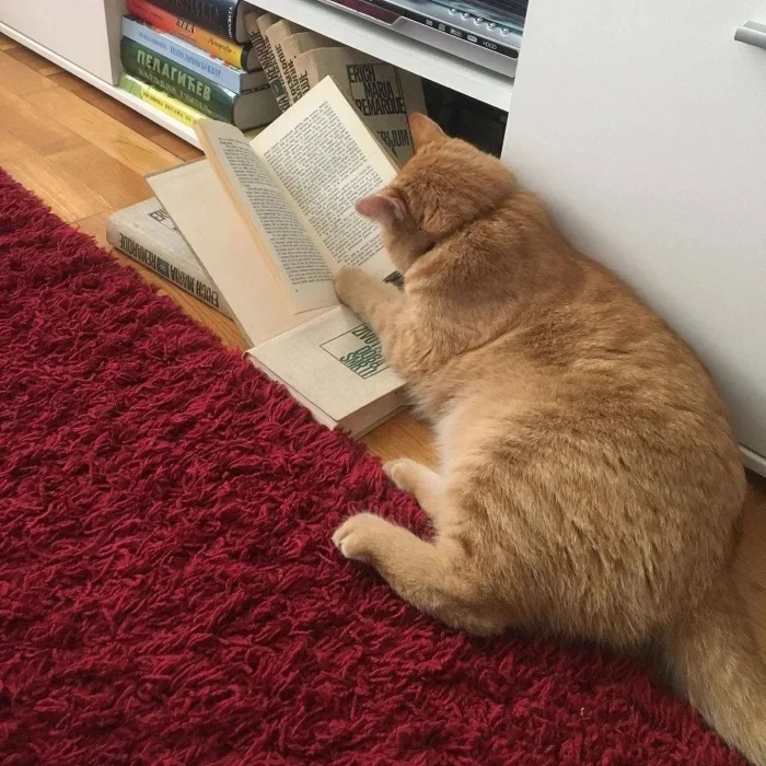 Зверята, которые вылечат от хандры Зверята, которые вылечат от хандры животные, позитив, фото, коты, настроение, приколы