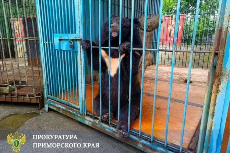 Медведь покалечил зоозащитницу, которая ранее уже потеряла ногу