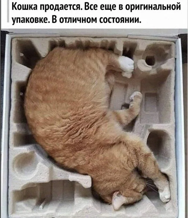 Свежие мемы для хорошего дня мемы, приколы, юмор, подборка