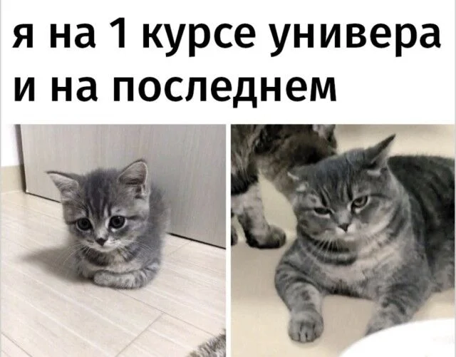 Свежие мемы для хорошего дня Свежие мемы для хорошего дня мемы, приколы, юмор, подборка