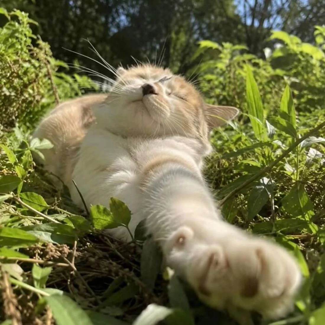 Уморительные коты, которые застряли в самых нелепых позах Уморительные коты, которые застряли в самых нелепых позах коты, приколы, животные, фото, смешное