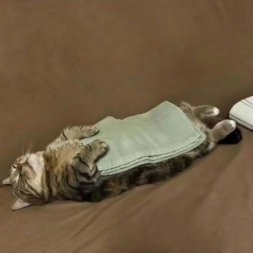Уморительные коты, которые застряли в самых нелепых позах Уморительные коты, которые застряли в самых нелепых позах коты, приколы, животные, фото, смешное