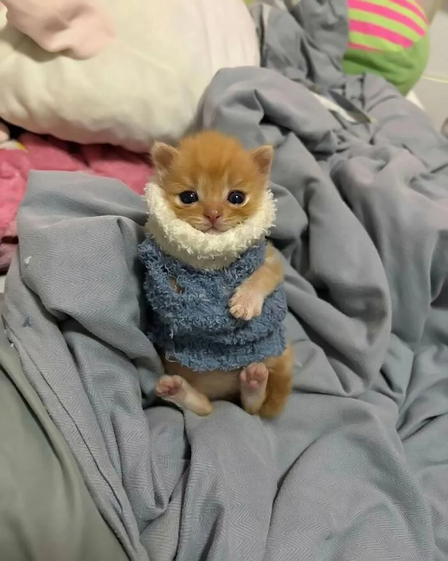 Уморительные коты, которые застряли в самых нелепых позах Уморительные коты, которые застряли в самых нелепых позах коты, приколы, животные, фото, смешное