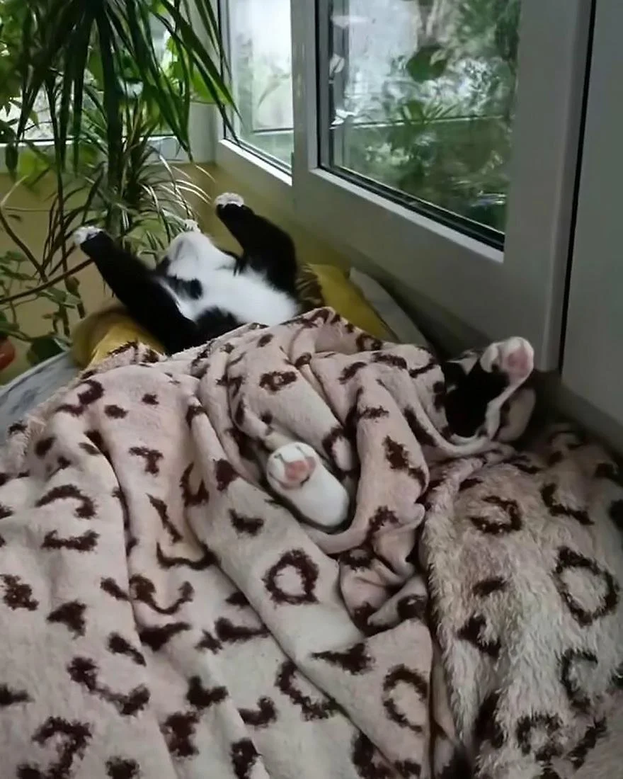 Уморительные коты, которые застряли в самых нелепых позах Уморительные коты, которые застряли в самых нелепых позах коты, приколы, животные, фото, смешное