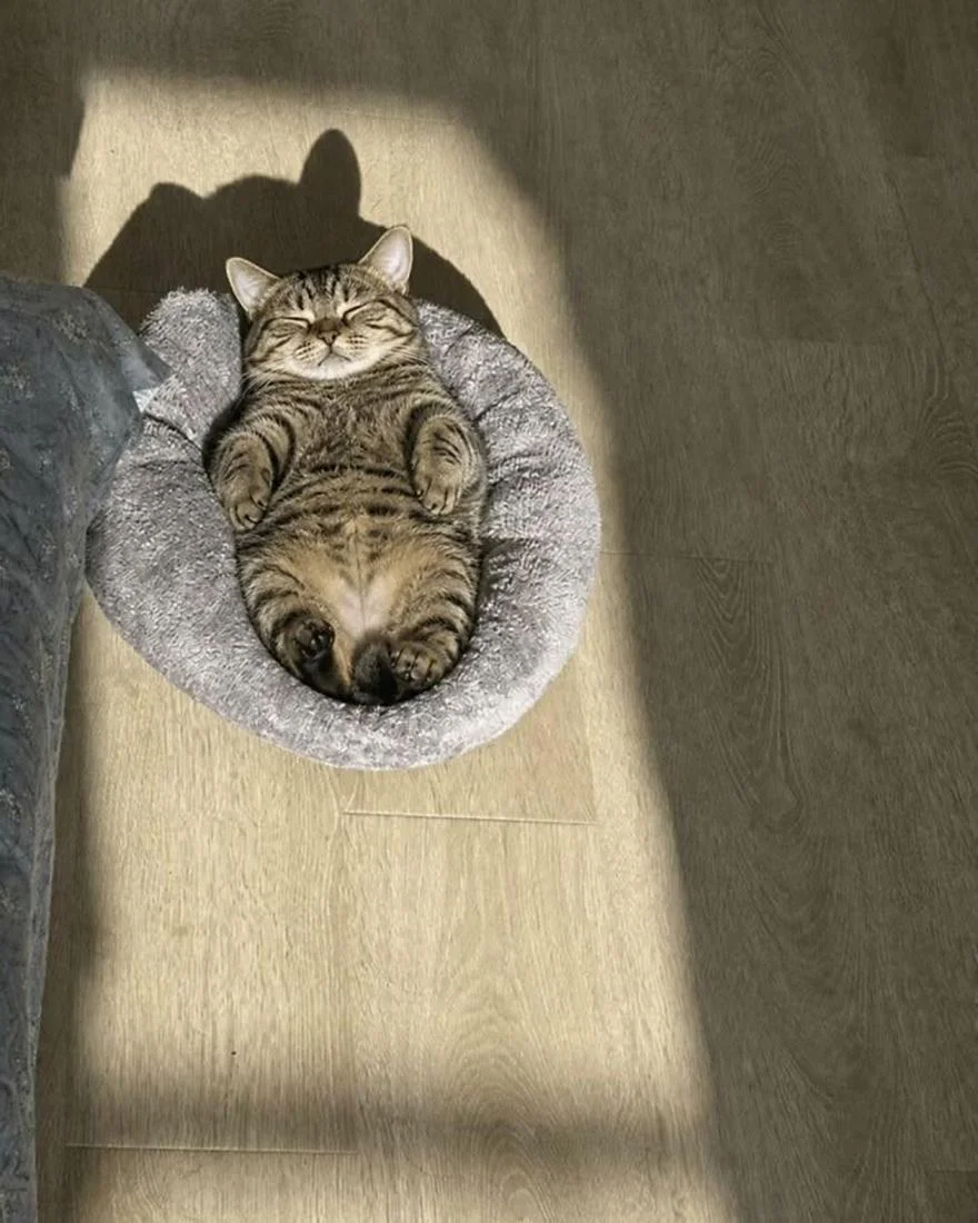 Уморительные коты, которые застряли в самых нелепых позах Уморительные коты, которые застряли в самых нелепых позах коты, приколы, животные, фото, смешное
