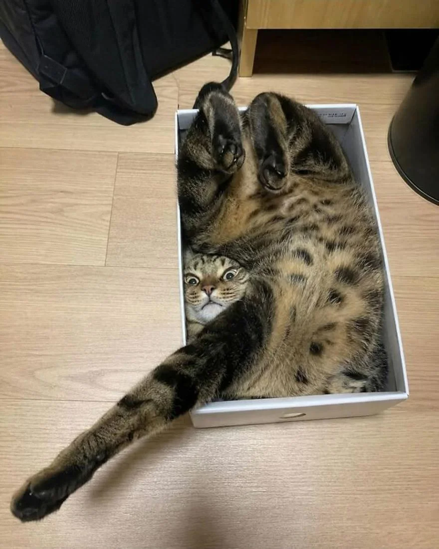 Уморительные коты, которые застряли в самых нелепых позах Уморительные коты, которые застряли в самых нелепых позах коты, приколы, животные, фото, смешное