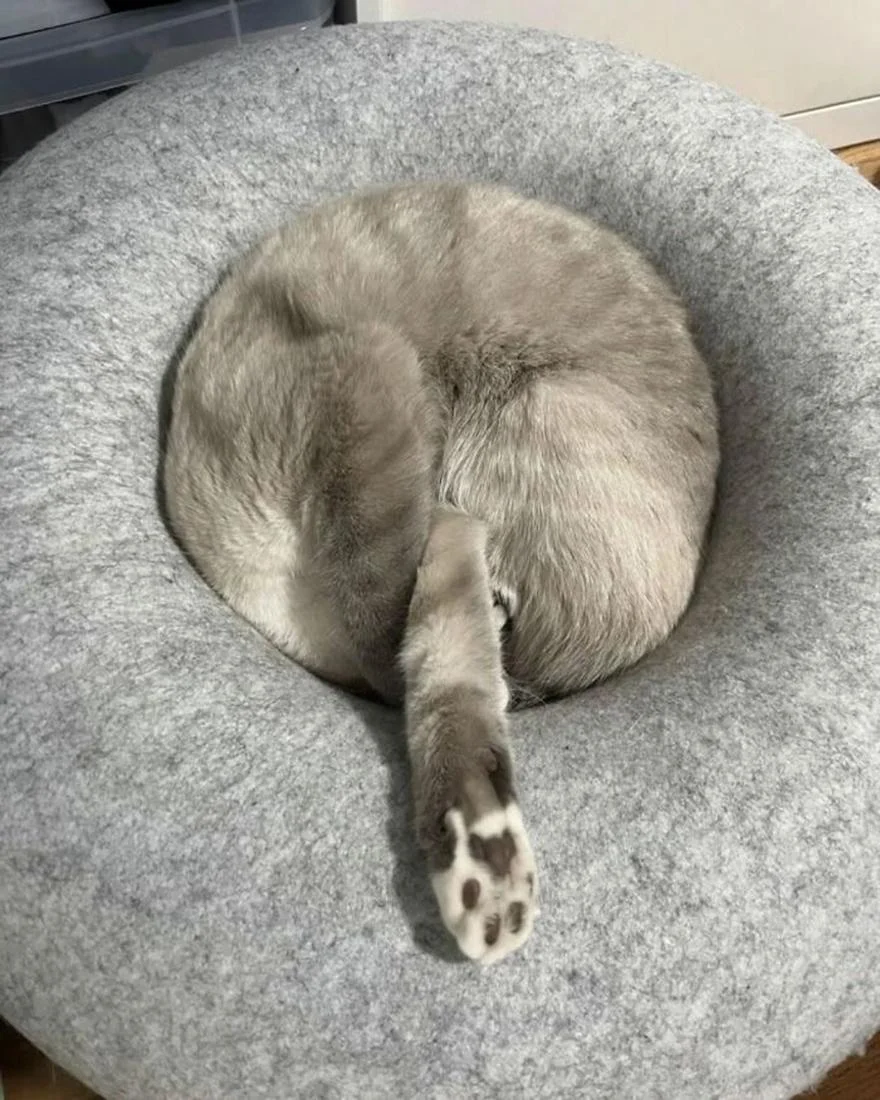 Уморительные коты, которые застряли в самых нелепых позах Уморительные коты, которые застряли в самых нелепых позах коты, приколы, животные, фото, смешное