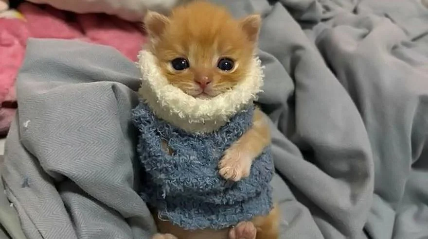 Уморительные коты, которые застряли в самых нелепых позах