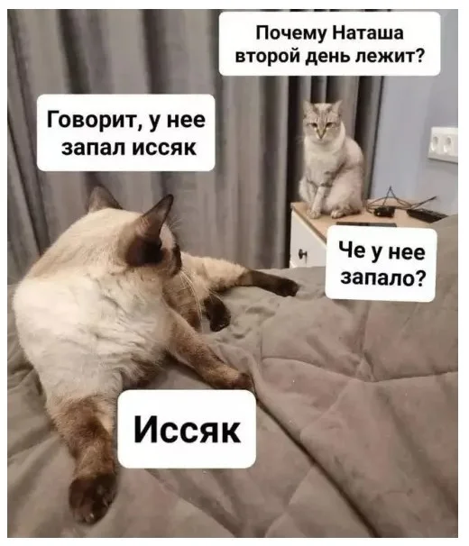 Смех продлевает жизнь: воскресный заряд позитива мемы, приколы, юмор, подборка