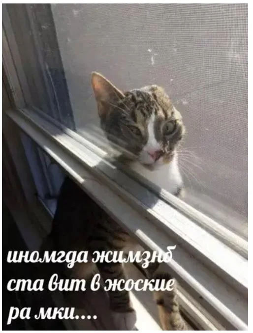 Смех продлевает жизнь: воскресный заряд позитива мемы, приколы, юмор, подборка