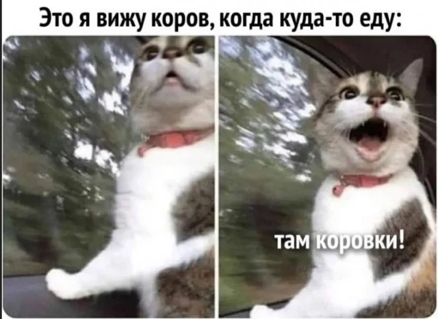 Смех продлевает жизнь: воскресный заряд позитива мемы, приколы, юмор, подборка